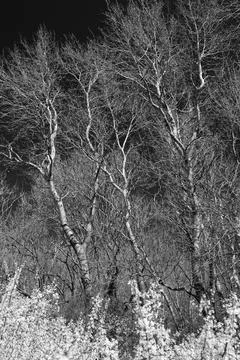 Birch trees in sun light Stock Photos