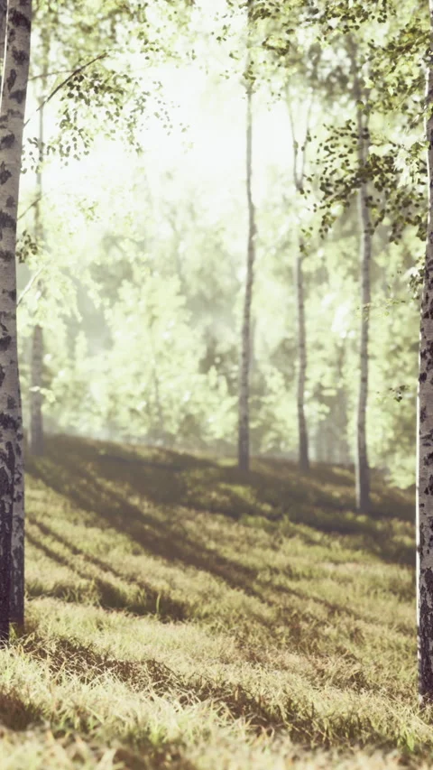 Birch trees in a sunlit forest with green foliage and soft grass Stock Footage 342944079