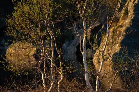 Birch trees  in sunset light Stock Photos