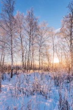 Birch trees in sunset lights Stock Photos