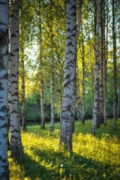 Birch trees on sunset Stock Photos