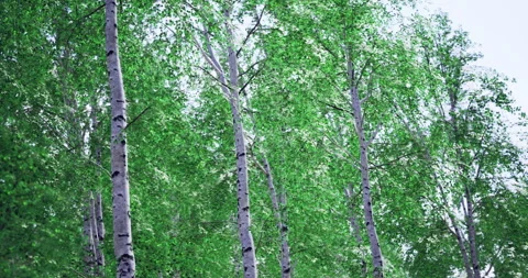 Birch trees sway gently in a calming late spring forest grove Stock Footage 324720097