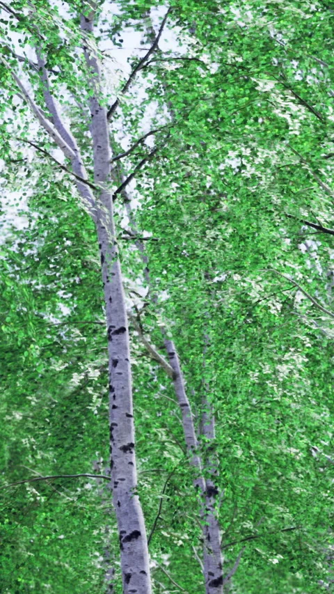 Birch trees sway gently in a calming late spring forest grove Stock Footage 329174028