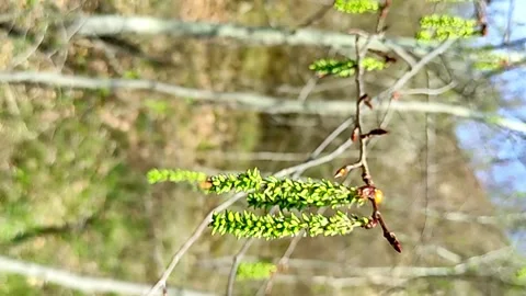 Birch trees sway in the wind in the spring forest Stock Footage 238458034
