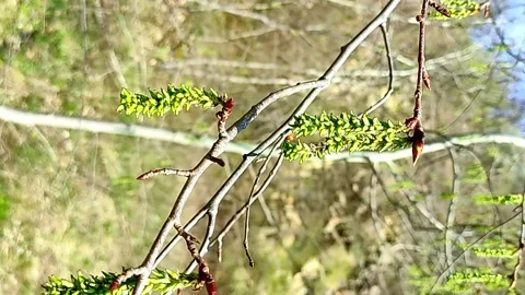 Birch trees sway in the wind in the spring forest Stock Footage 238458035