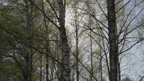 Birch trees swaying in the wind, with young leaves glowing in the sun. Stock Footage 196273813