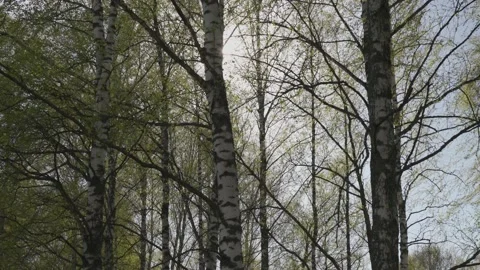 Birch trees swaying in the wind, with young leaves glowing in the sun. Stock Footage 196273815