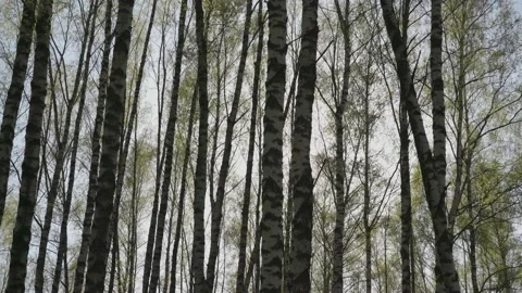 Birch trees swaying in the wind, with young leaves glowing in the sun. Stock Footage 196273823