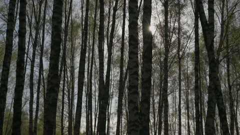 Birch trees swaying in the wind, with young leaves glowing in the sun. Stock Footage 196273898
