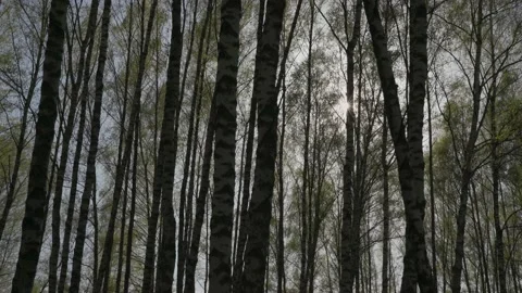 Birch trees swaying in the wind, with young leaves glowing in the sun. Stock Footage 196273903