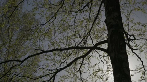 Birch trees swaying in the wind, with young leaves glowing in the sun. Stock Footage 196273976