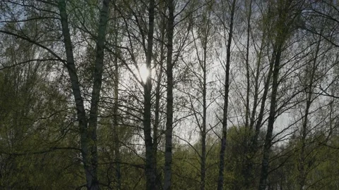 Birch trees swaying in the wind, with young leaves glowing in the sun. Stock Footage 196274010