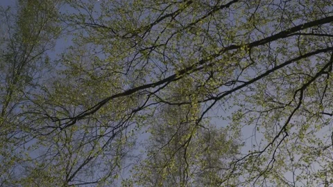 Birch trees swaying in the wind, with young leaves glowing in the sun. Stock Footage 196274012
