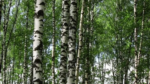 Birch trees tilt Stock Footage 68682200