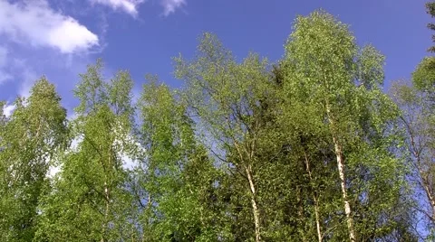 Birch trees (timelapse) Stock Footage 52622485