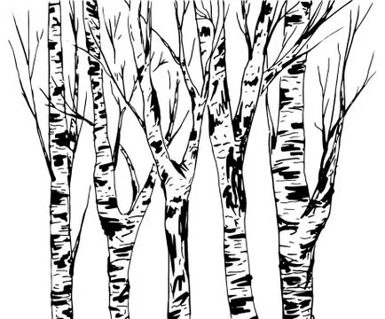 Birch Trees Trunk with Bark Texture, isolated vector. Black brush strokes. Stock Illustration