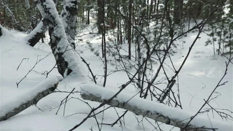 Birch trees trunk covering with snow winte forest close up footage Stock Footage 119360737