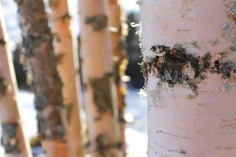 Birch trees trunks. Stock Photos