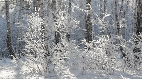 Birch trees under snow Stock Footage 37105932