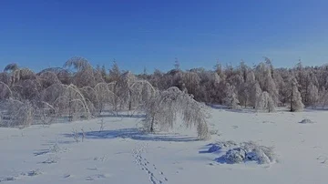 Birch trees under the weight of snow Stock Footage 85832789