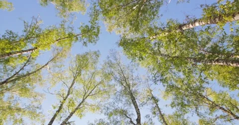 Birch Trees View From Bottom Stock Footage 50142748
