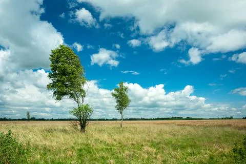 Birch trees in the wind and white clouds on the sky Stock Photos