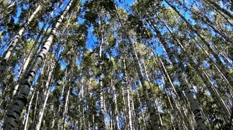 Birch trees in the wind Stock Footage 12392898
