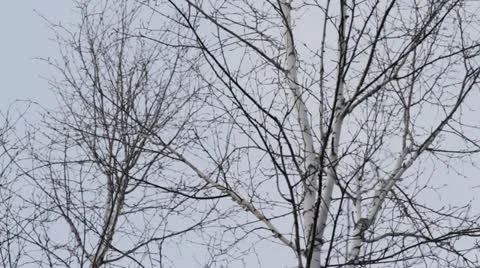 Birch Trees in the Wind Video stock 20496198