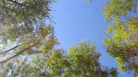 Birch trees on the wind 動画素材 65966098