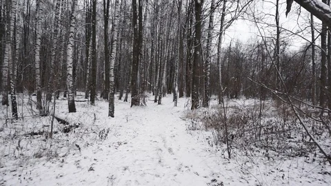 Birch trees in winter Stock Footage 100023467