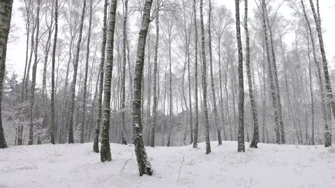 Birch trees in winter forest outdoors on overcast day. Wide shot with panning. Stock Footage 230088076