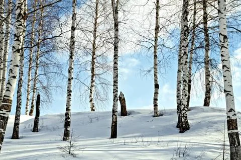 Birch trees in a winter forest Stock Photos