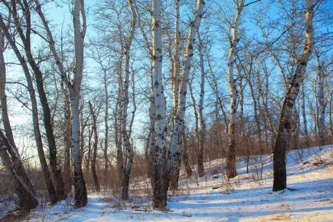 Birch trees in winter Stock Photos