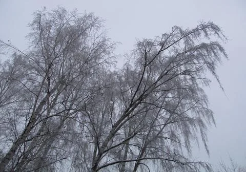 Birch trees in winter Stock Photos