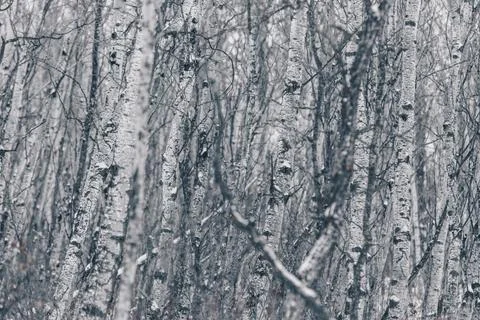 Birch   trees   in   winter Stock Photos