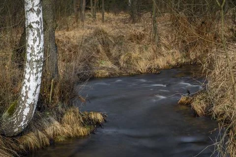 Birch trees with winter spring Olsovy creek near Petrovice village Stock Photos