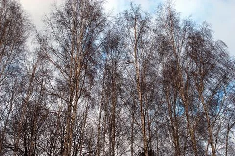 Birch trees in the winter time Stock Photos