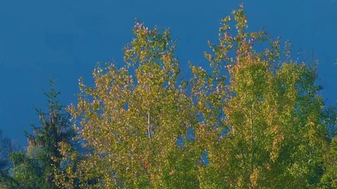 Birch treetops in mixed deciduous and coniferous forest on sunny autumn day Stock Footage 97047861