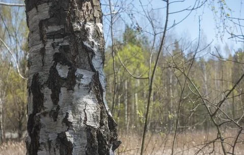 A birch trunk against a forest background Stock Photos