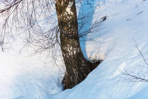 Birch trunk and branches without leaves against the white snow. Stock Photos