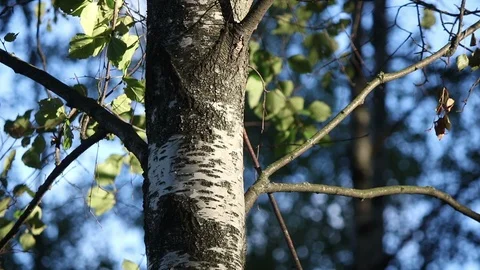 Birch trunk and leaves Stock Footage 102689627