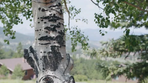 Birch trunk and leaves rustling in the breeze. Video stock 162698824