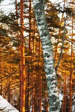 Birch trunk and pine trees in winter Stock Photos