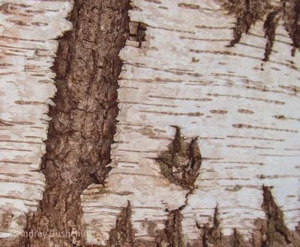 Birch trunk with bark closeup Stock Illustration