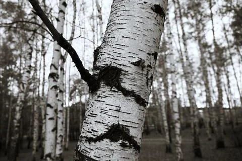 Birch trunk in a birch forest close-up, black and white photo Stock Photos