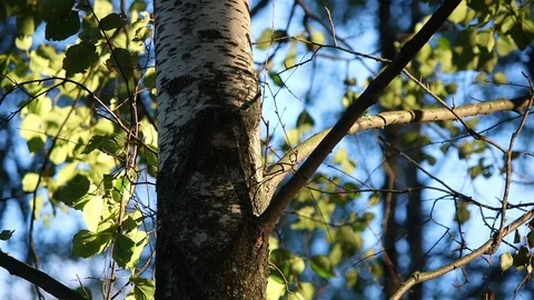 Birch trunk branches Stock Footage 102689682