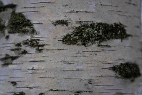 Birch trunk in close-up. Birch tree background. Birch bark Stock Photos