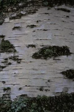 Birch trunk in close-up. Birch tree background. Birch bark Stock Photos
