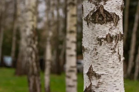 Birch trunk close-up in the forest at sunset. Stock Photos