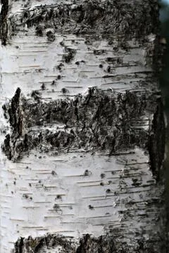 A birch trunk as a close up Stock Photos